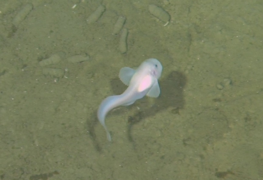 獅子魚。深海所供圖